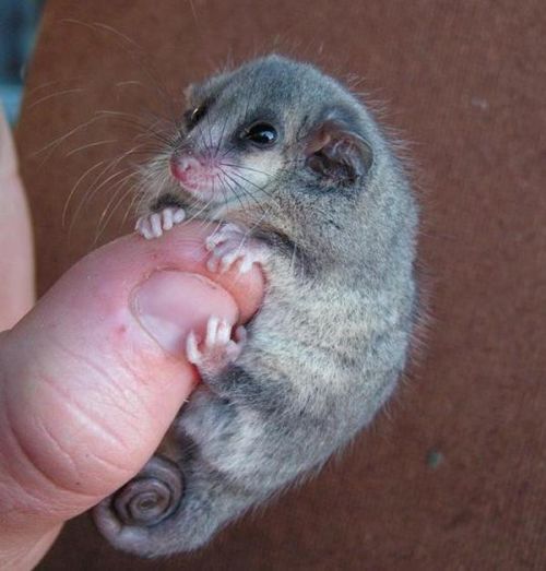 Cele mai mici mamifere (+Foto)