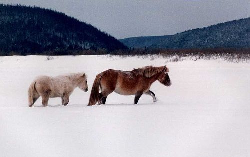 Якутская лошадь