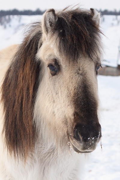 Calul Yakut