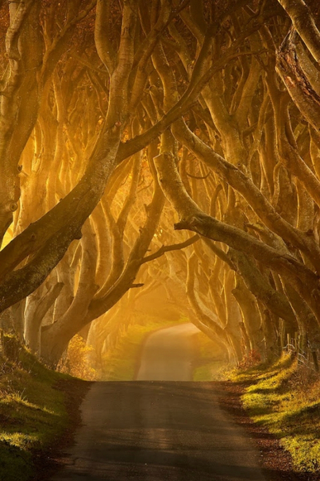 Темная аллея в Ирландии (Фото)