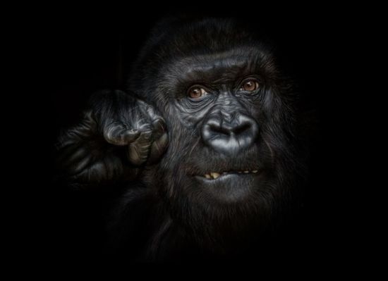 Fotografii animalieri - pentru speciile pe cale de dispariţie!