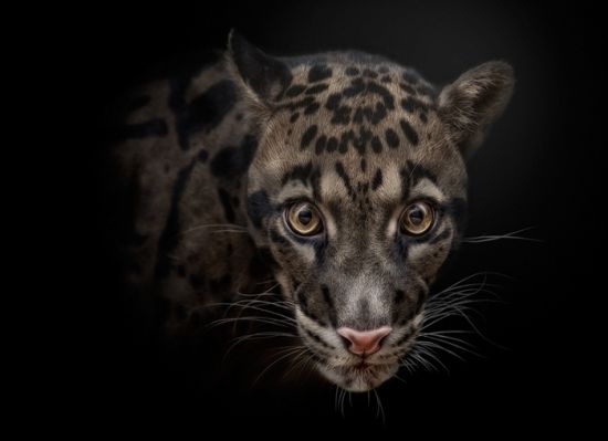 Fotografii animalieri - pentru speciile pe cale de dispariţie!