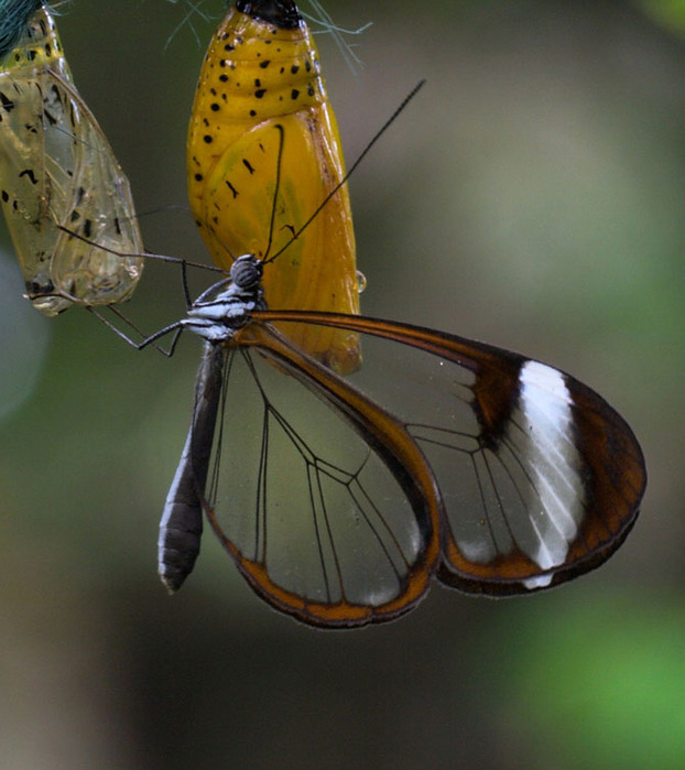 Грета Ото - стеклянная бабочка (Фото)