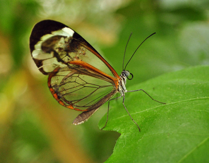 Greta Oto - fluture de sticlă (Foto)