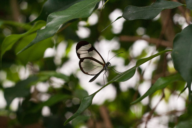 Greta Oto - fluture de sticlă (Foto)