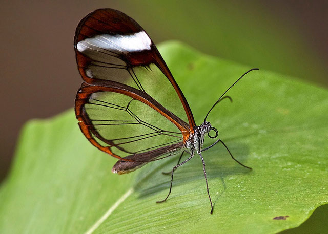 Грета Ото - стеклянная бабочка (Фото)
