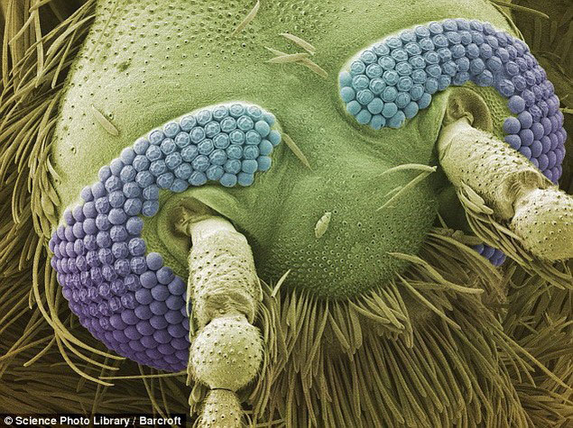 Frumuseţea sub microscop (Foto)