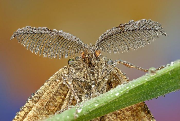 Insectele în obiectivul lui Ondrej Pakan (Foto)