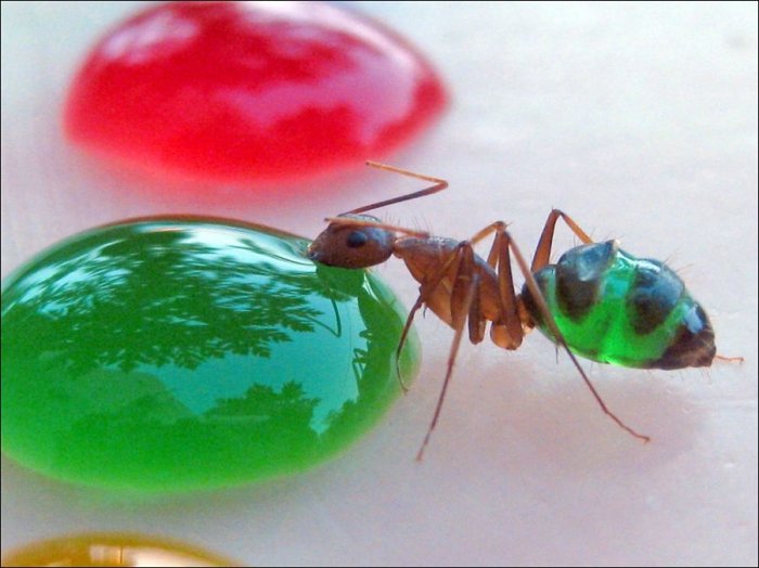 Разноцветные муравьи (Фото)