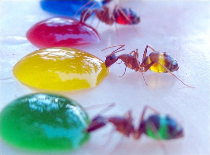 Разноцветные муравьи (Фото)