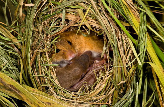 Тайная жизнь полевой мыши (Фото)