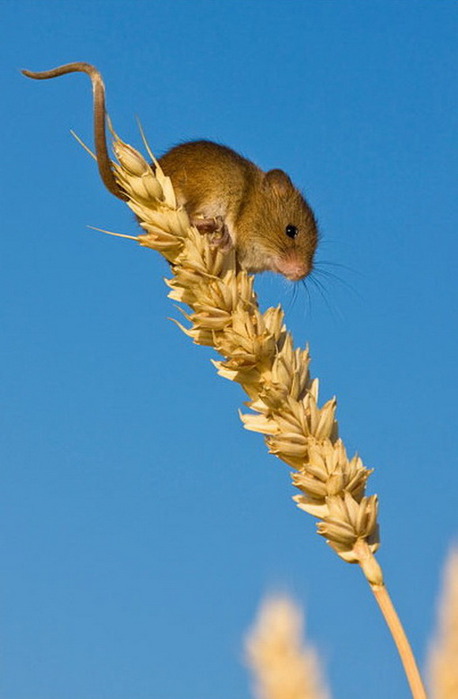 Viaţa secretă a şoarecelui de câmp (Foto)