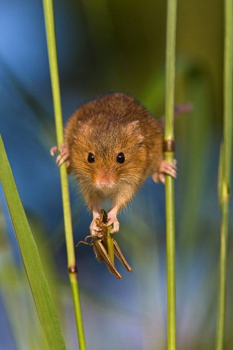 Тайная жизнь полевой мыши (Фото)