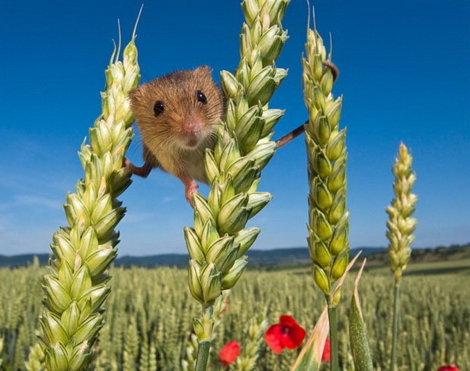 Viaţa secretă a şoarecelui de câmp (Foto)