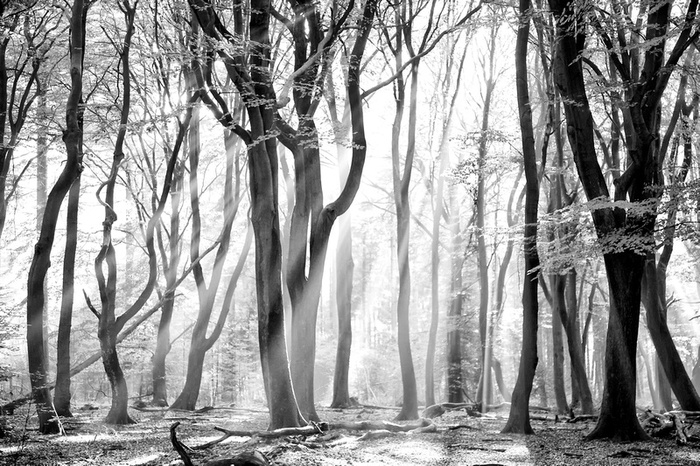 Fanteziile forestiere: Lars van de Goor