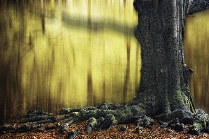 Лесные фантазии света и красок: Lars van de Goor
