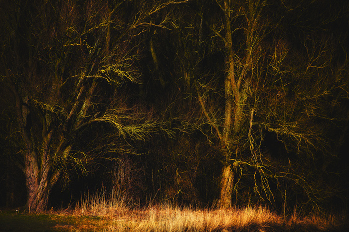 Fanteziile forestiere: Lars van de Goor