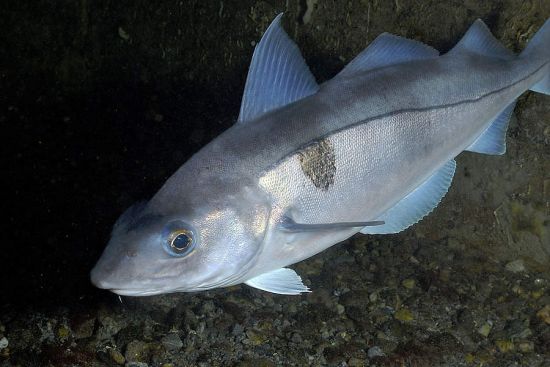 Populaţii de şase specii de peşti şi animale marine au fost restabilite 