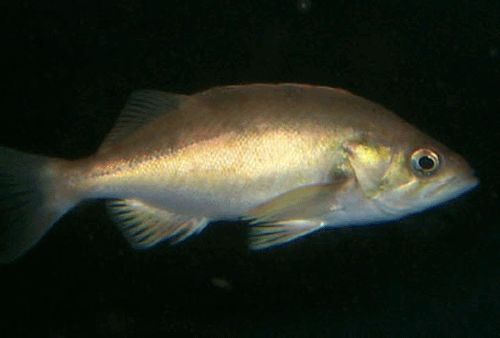 Восстановлены популяции 6 видов рыб и морских животных
