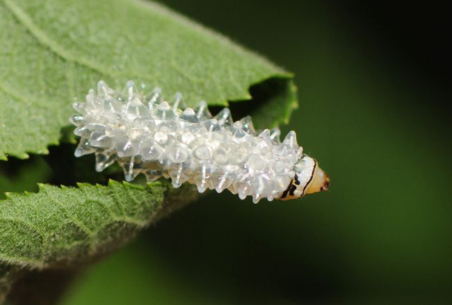 Гусеница — кристалл (Фото)