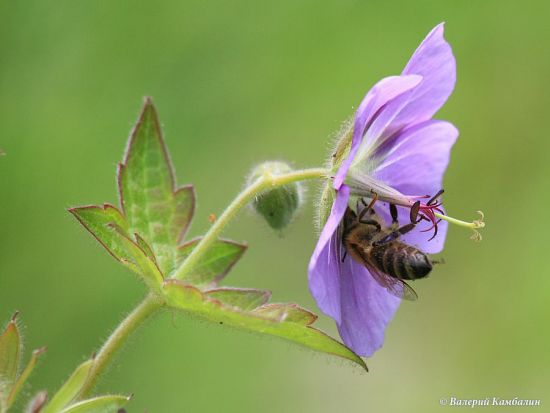 Пчёлы могут оперировать абстрактными понятиями