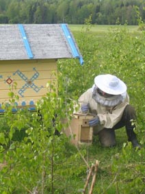 Первый опыт с пчёлами