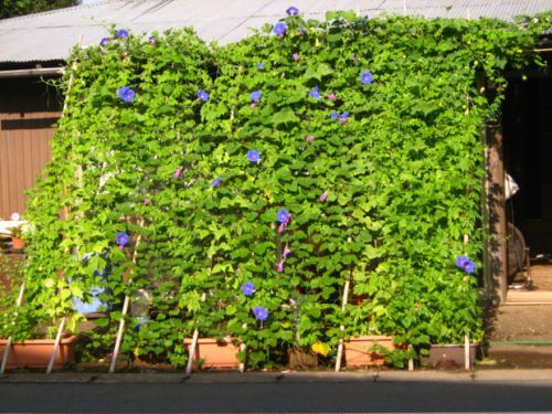 Зеленые растительные «занавески» - японский вариант борьбы с жарой