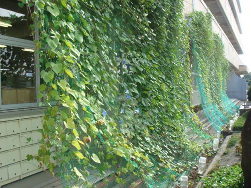 Perdele verzi din plante - versiunea japoneză de luptă cu căldura