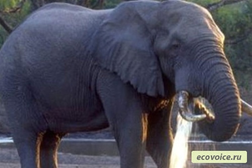 Всемирный день защиты слонов - 20 июня