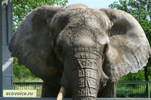 Всемирный день защиты слонов - 20 июня