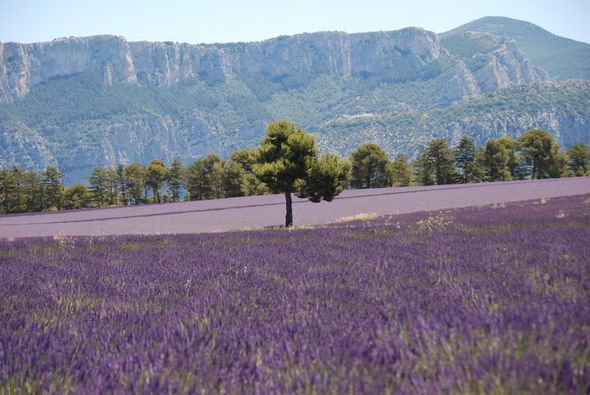 Красивые лавандовые поля в Провансе (Фото)