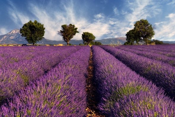 Красивые лавандовые поля в Провансе (Фото)