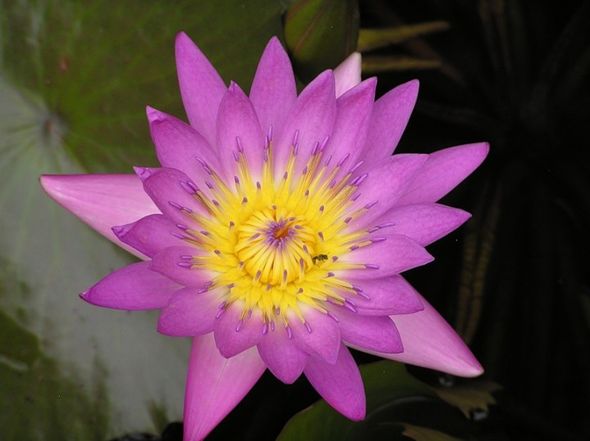 Лотос—Священный цветок Востока (Фото)