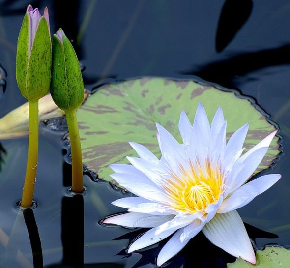 Лотос—Священный цветок Востока (Фото)