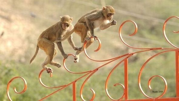 Удивительные обезьяны (Фото)