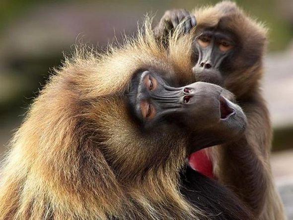 Удивительные обезьяны (Фото)