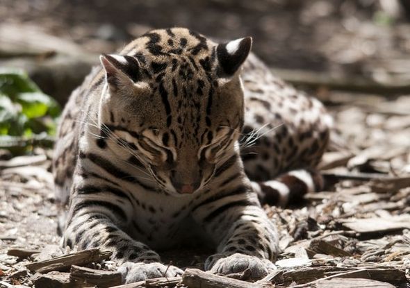 Оцелот - фотографии маленького леопарда (Фото)