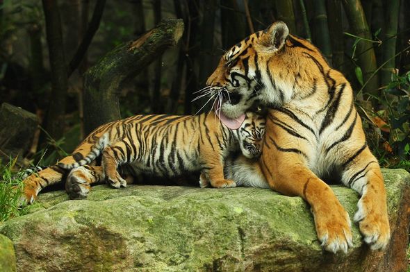 Тигры-тройняшки в зоопарке Таронга