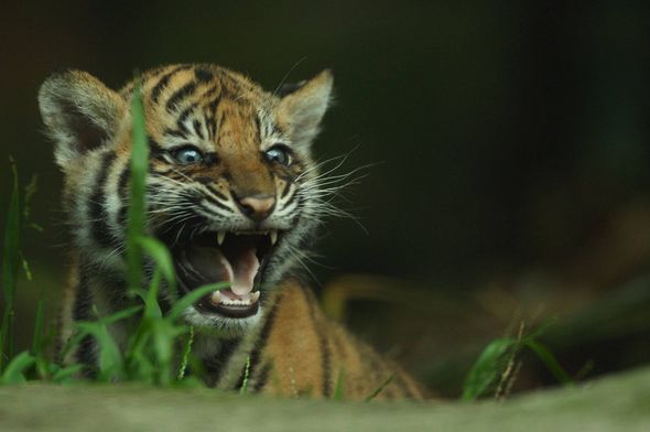 Тигры-тройняшки в зоопарке Таронга