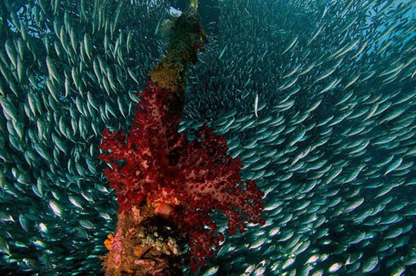 Удивительный подводный мир (Фото)