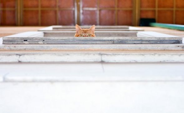 Коты невидимки (Фото)