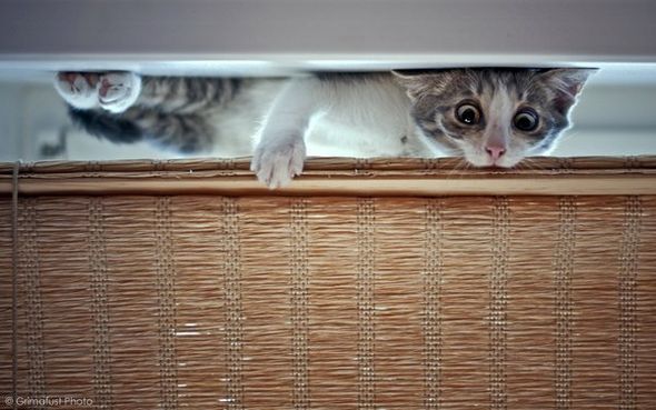 Коты невидимки (Фото)
