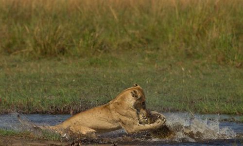 Львица борется с крокодилом чтобы спасти своих детёнышей (Фото)