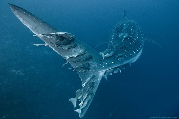 Подводный мир от Александра Сафонова (Фото)