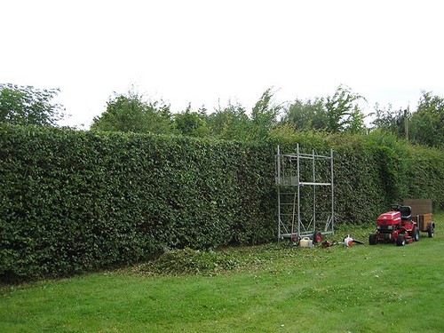 Живая изгородь – создаем зеленый забор на даче