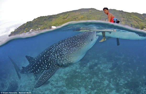 Филиппинские рыбаки кормят китовых акул с рук!