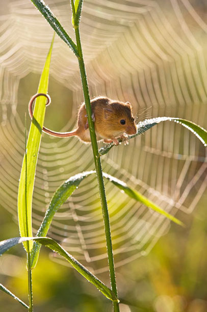Мышки-малютки глазами фотографа (Фото)