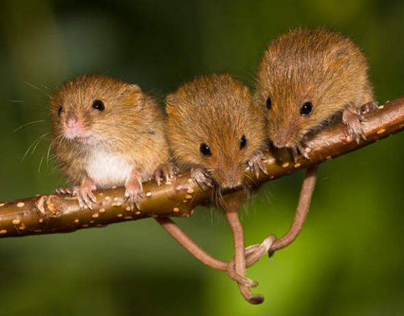 Мышки-малютки глазами фотографа (Фото)