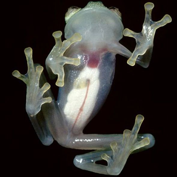 Стеклянная лягушка (Фото)