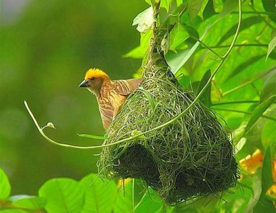 Nest Rest – или отдых в птичьем гнезде
